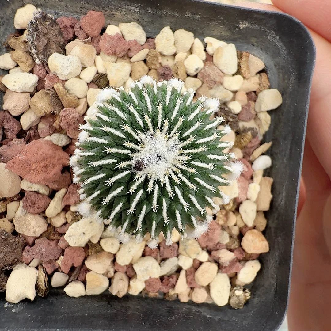 实生精巧殿刺缀带盆发货