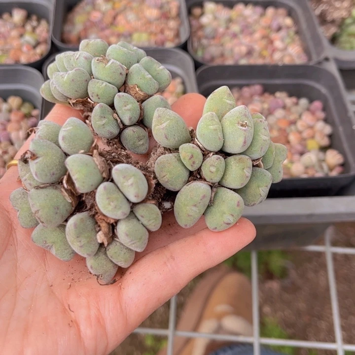 三颗口迪88888888888888