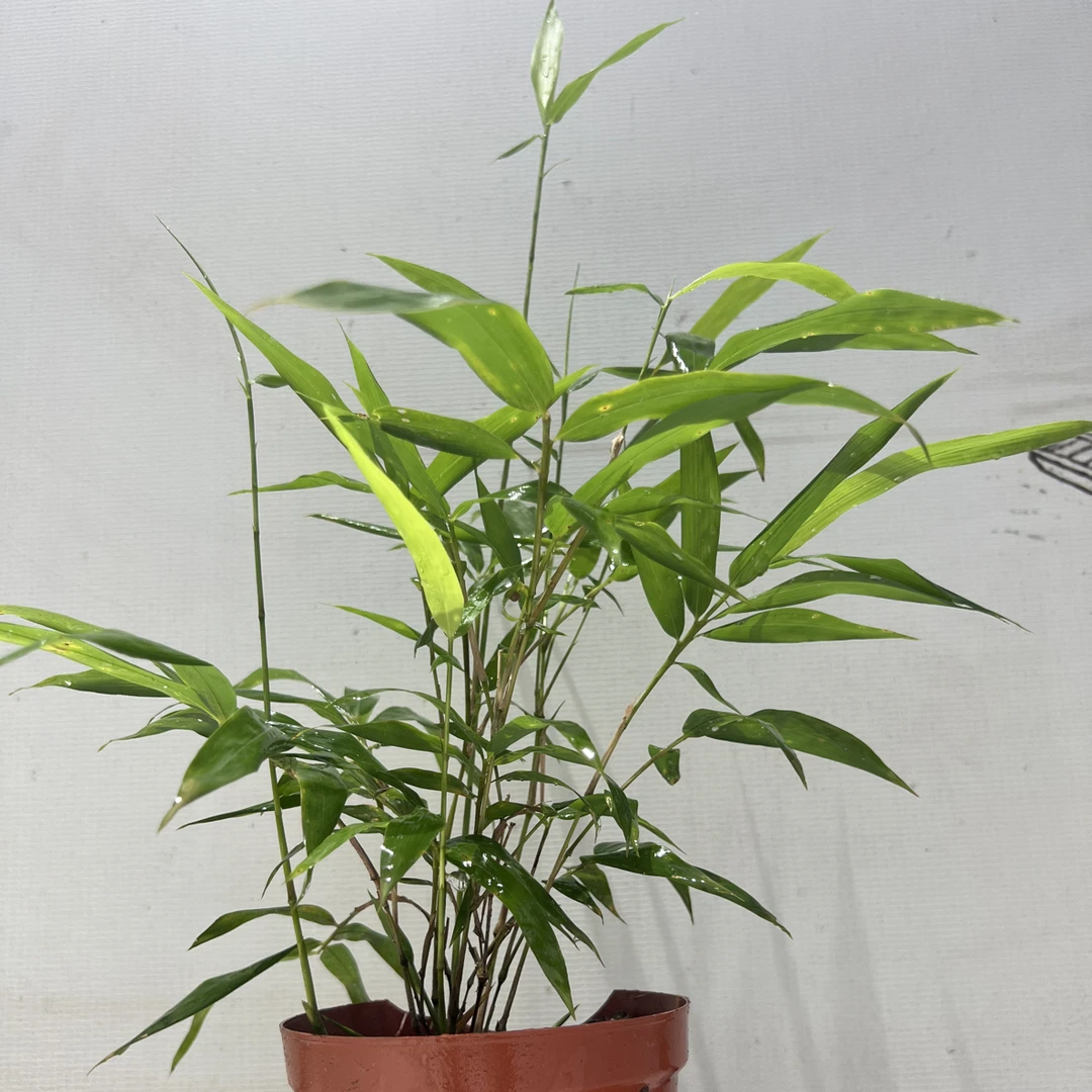 直播间竹盆景一物一拍