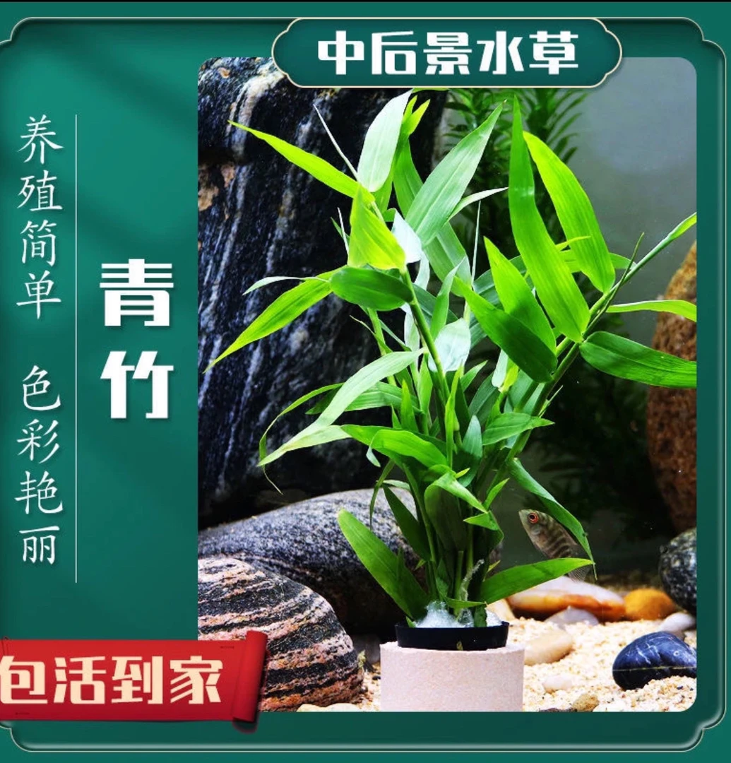 南美青竹坨草水下叶鱼缸草缸造景后景阴性水草植物懒人新手好养活
