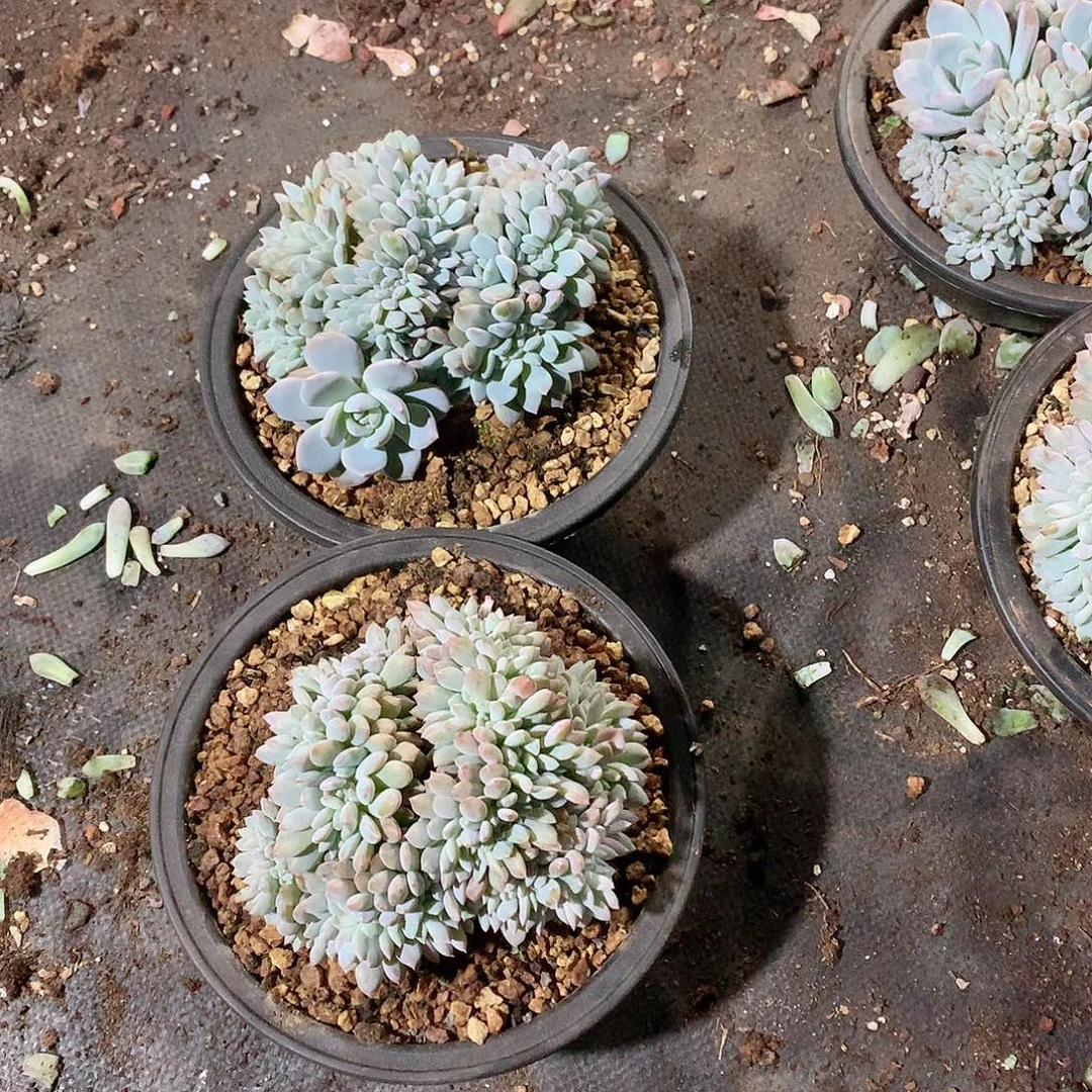 多肉植物多肉植物星影缀