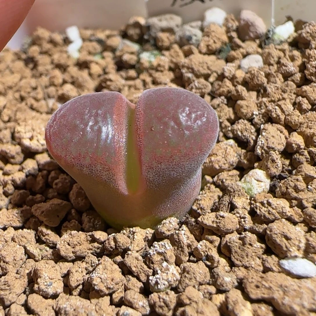 肉锥多肉植物组合-极红矮胖有疤340