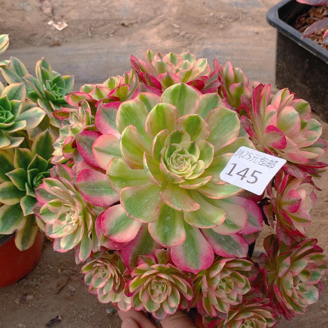 145万白老桩多肉植物