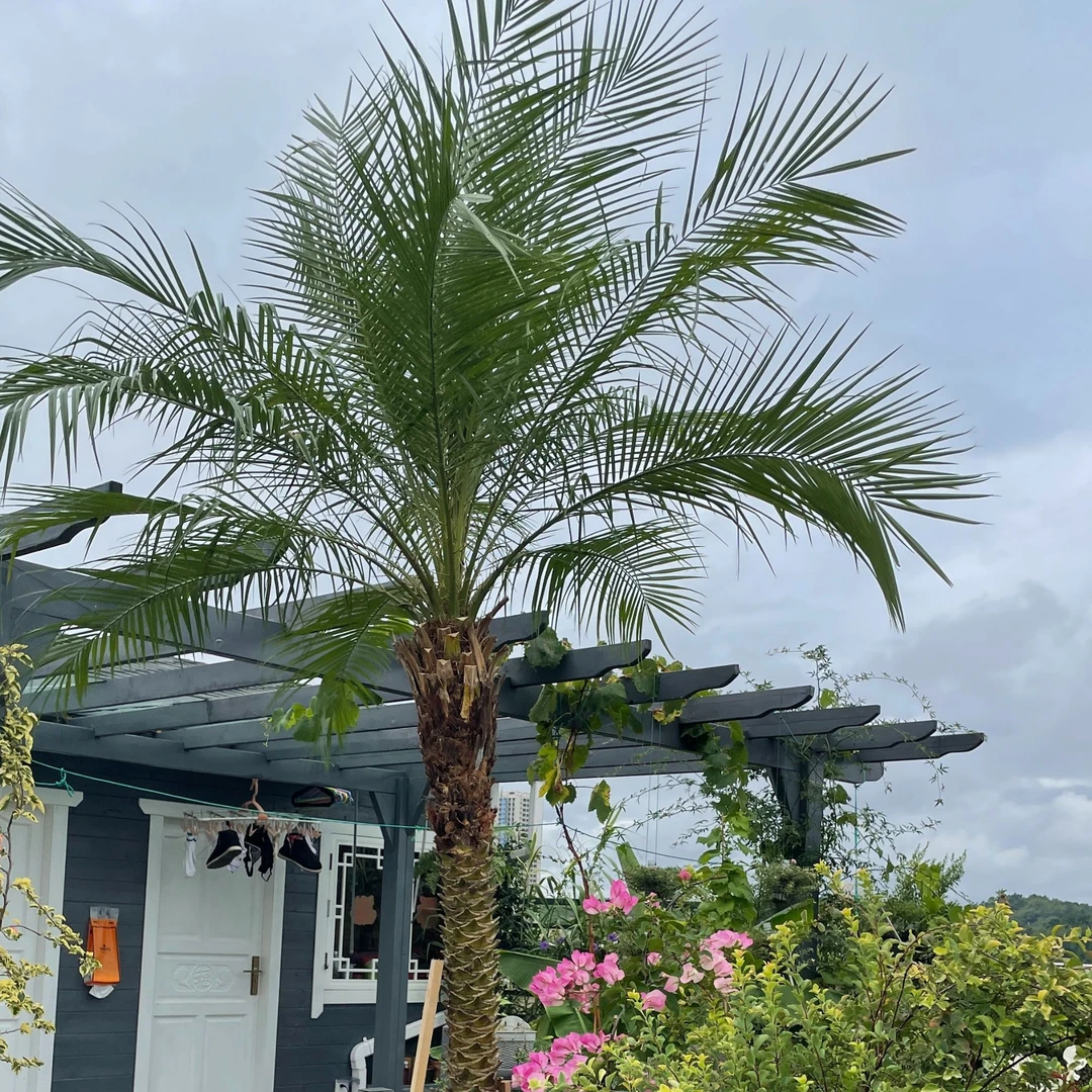 美丽针葵树地栽盆栽大型绿植物网红款室内外客厅阳台庭院棕榈好养