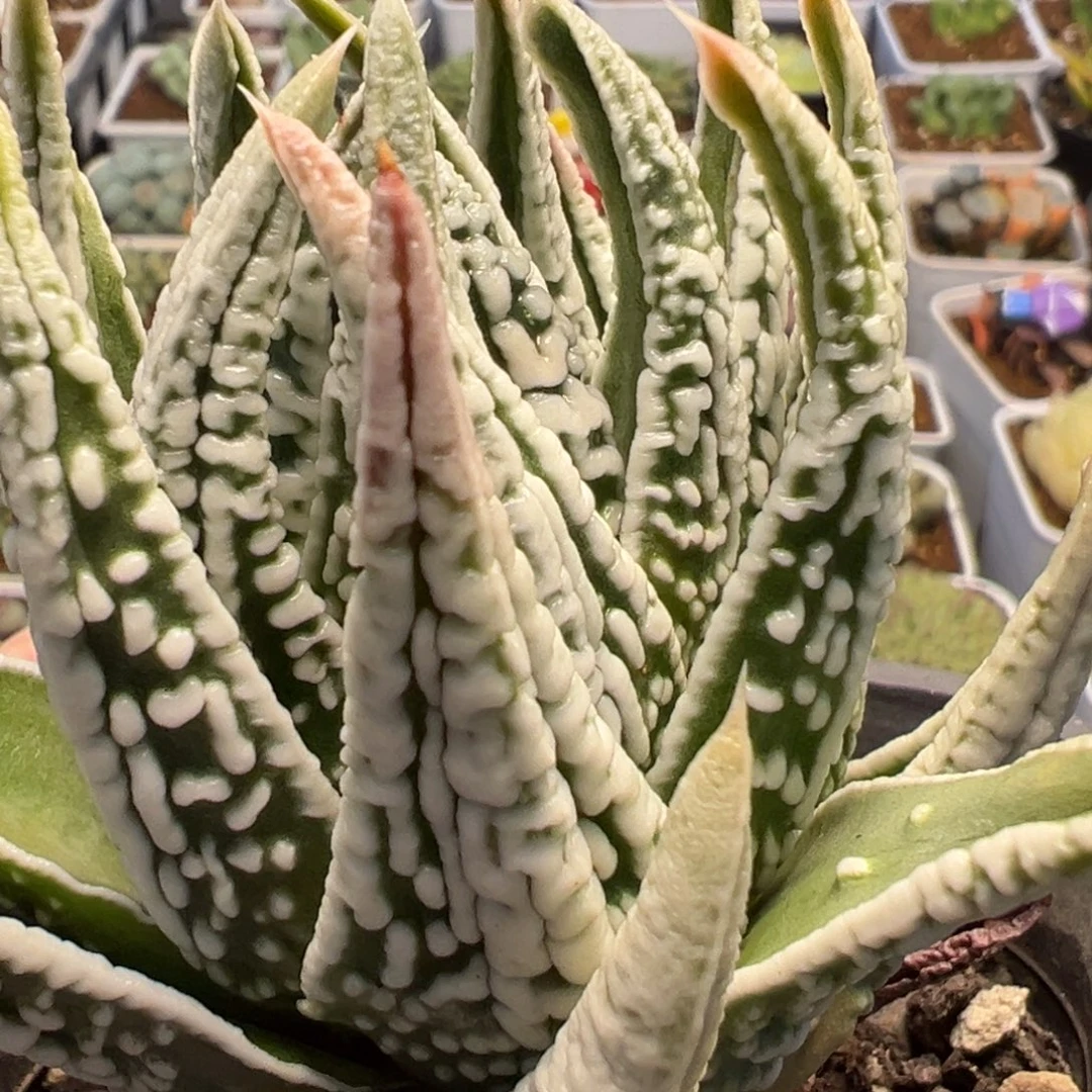 天使之泪母本带盆多肉植物