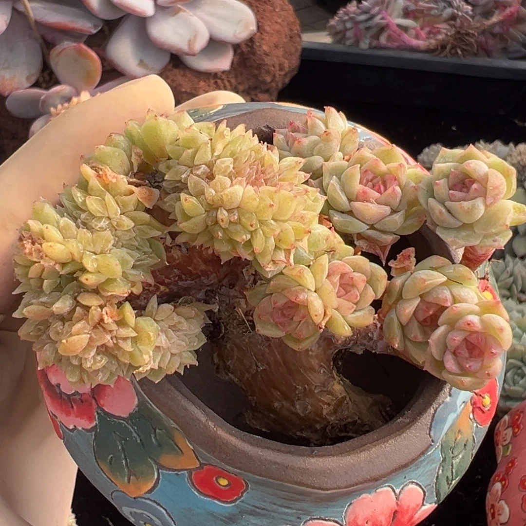 新年快乐 新年快乐 新年快乐