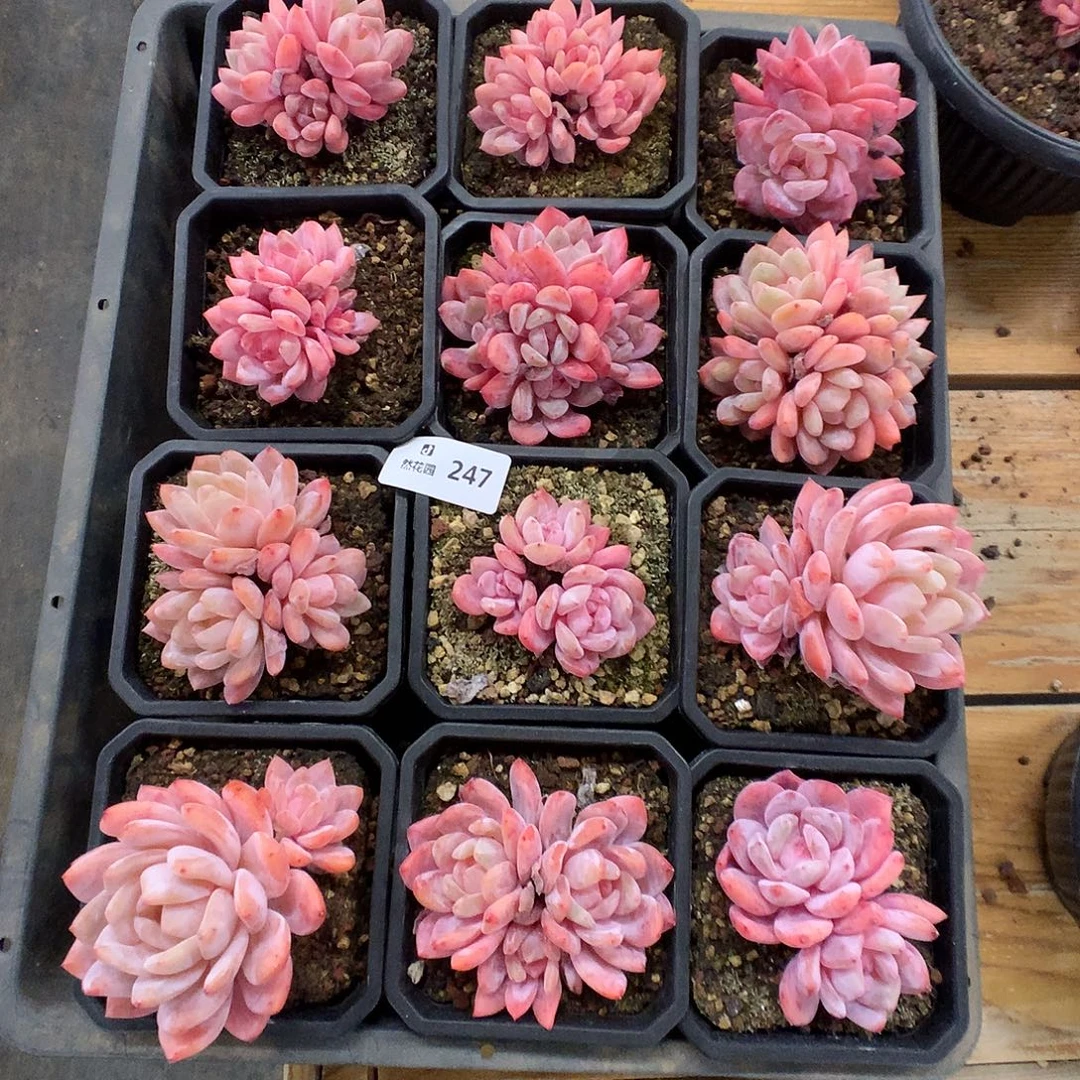 247雪天使12颗有砍多肉植物