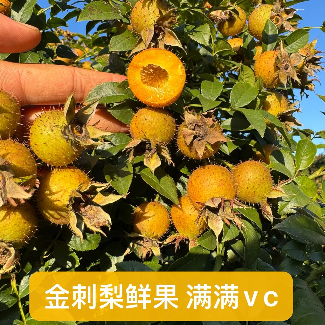 【鲜果榨汁】新鲜金刺梨贵州安顺野生刺梨金樱子嫁接鲜果泡酒榨汁