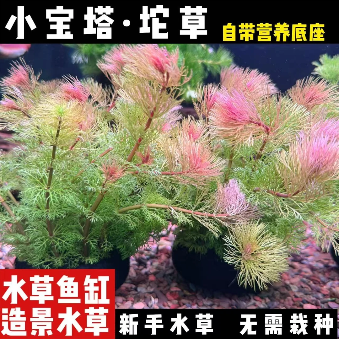小宝塔鱼缸造景水草新手懒人好养活空气缸溪流缸净化增氧后景草