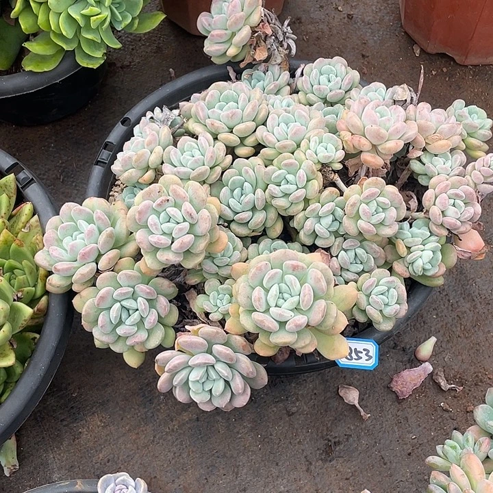 853鹅卵石 一物一拍多肉
