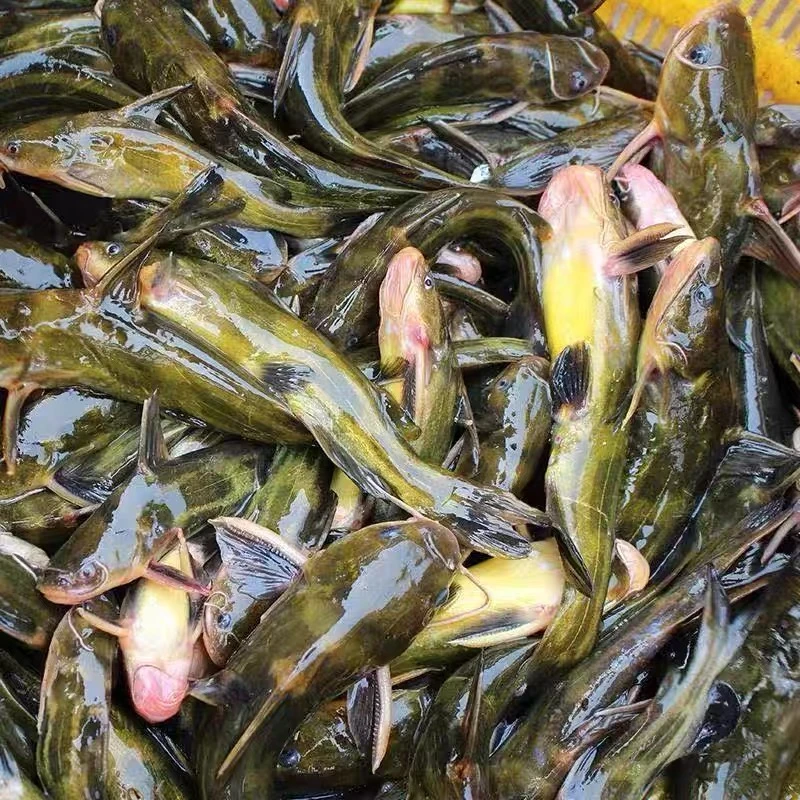 鄱阳生态鱼（黄丫头）【顺丰包邮】