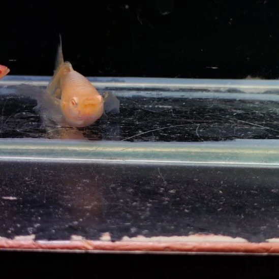 用***0孔雀鱼金属黄蕾丝白子大c两对