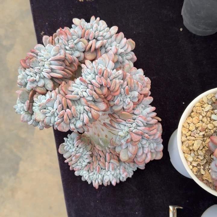 c***n21厘米左右一物一拍的