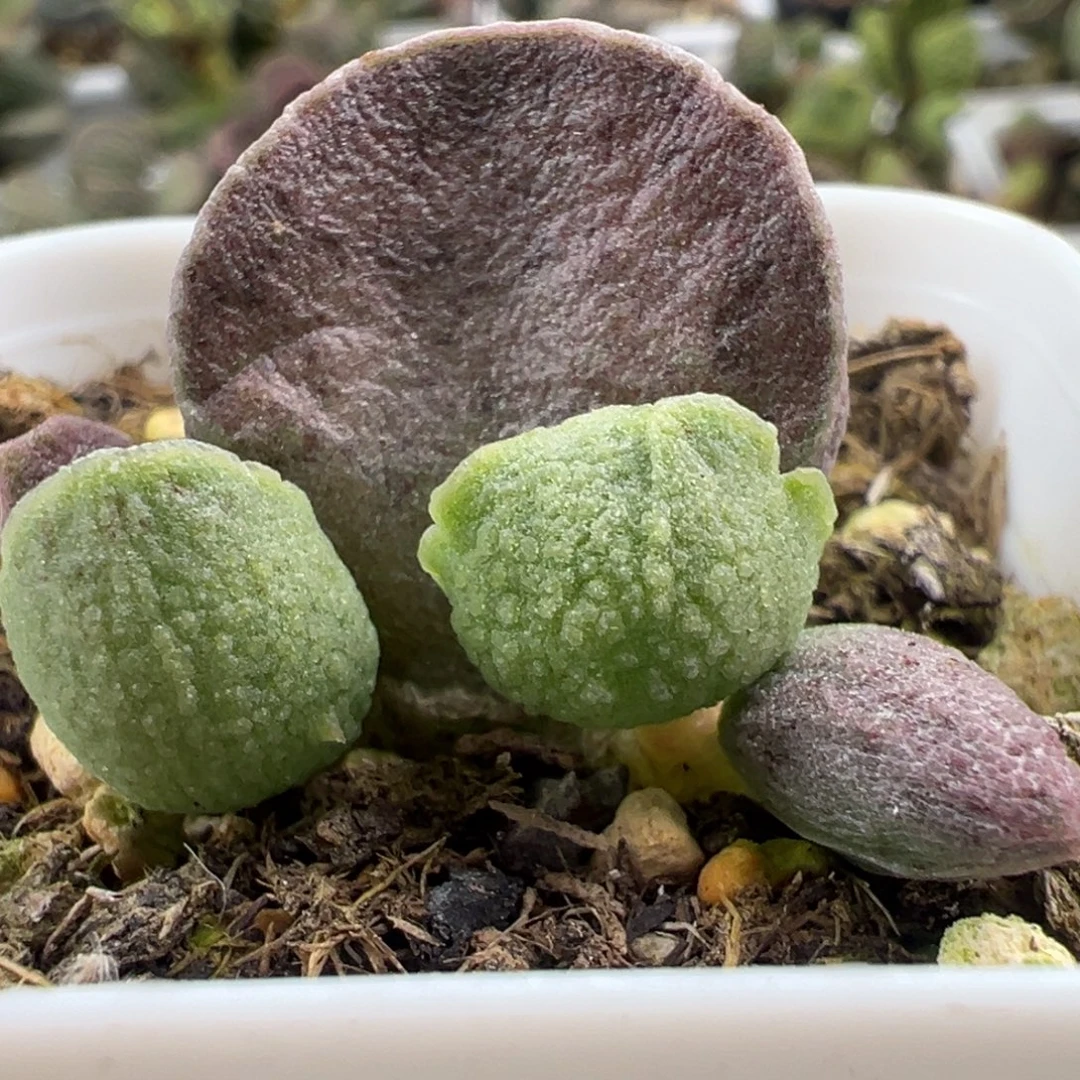 实生新品大苗多肉植物水泡