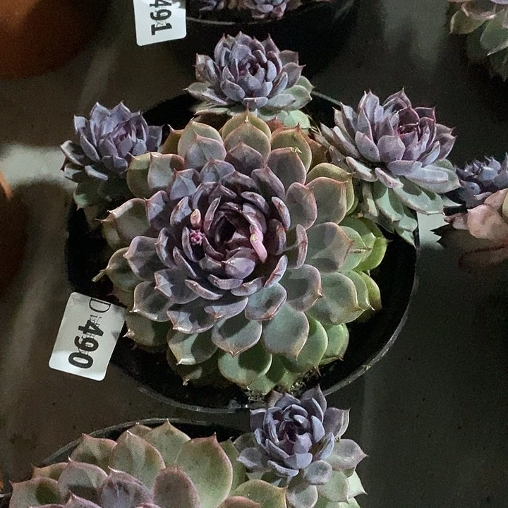 A***呵490蓝色妖姬多肉植物多肉