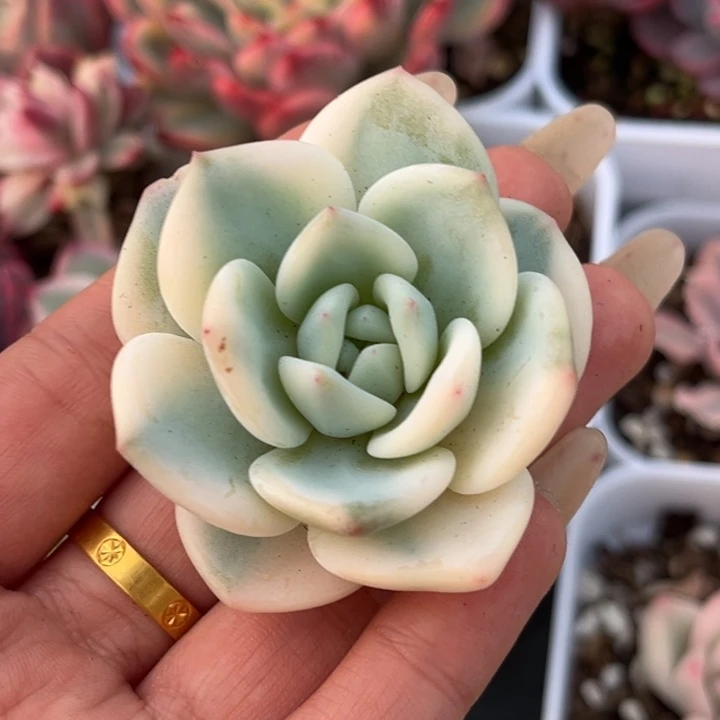 橙梦露锦一颗价格发货