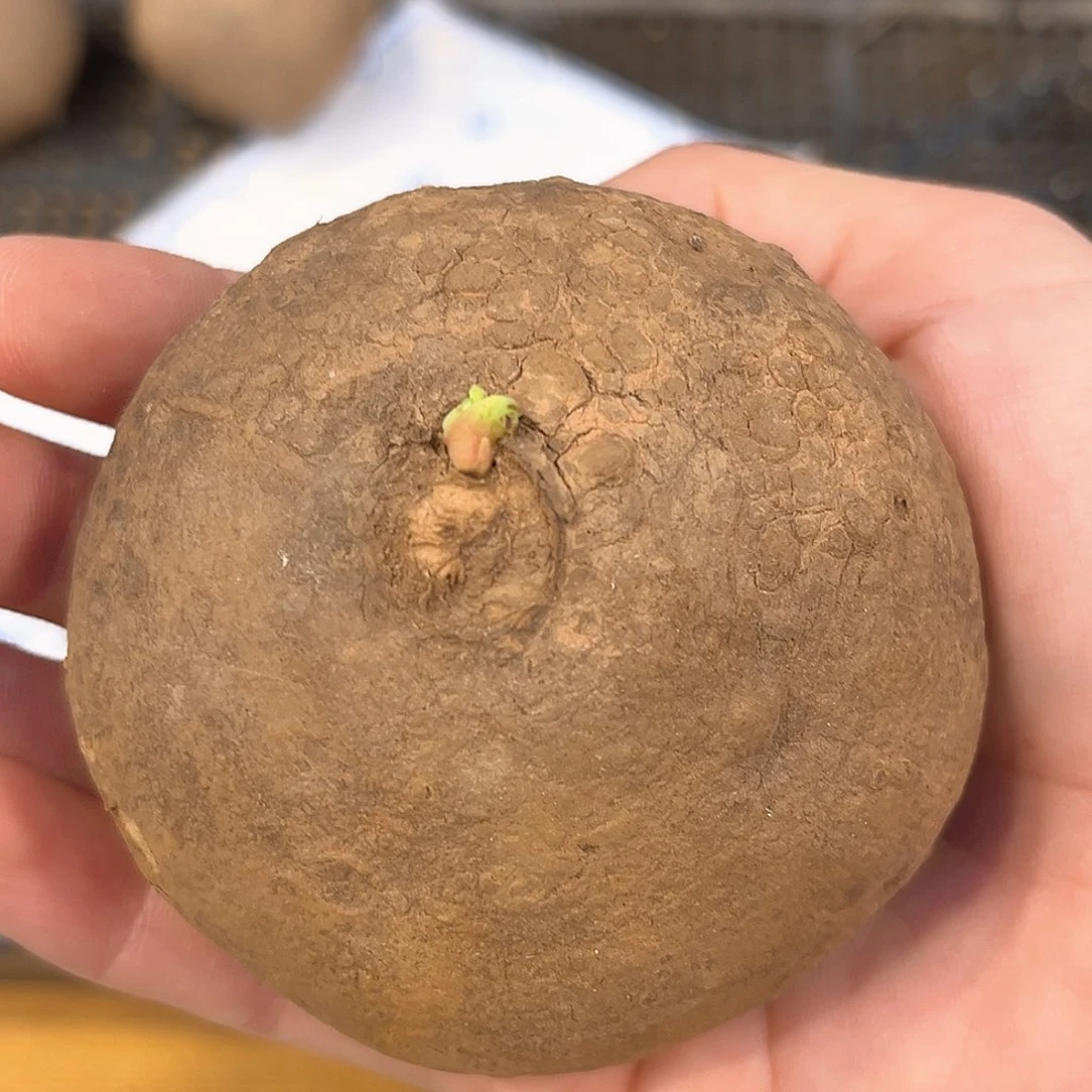 潮流植物素可泰，7.1公分
