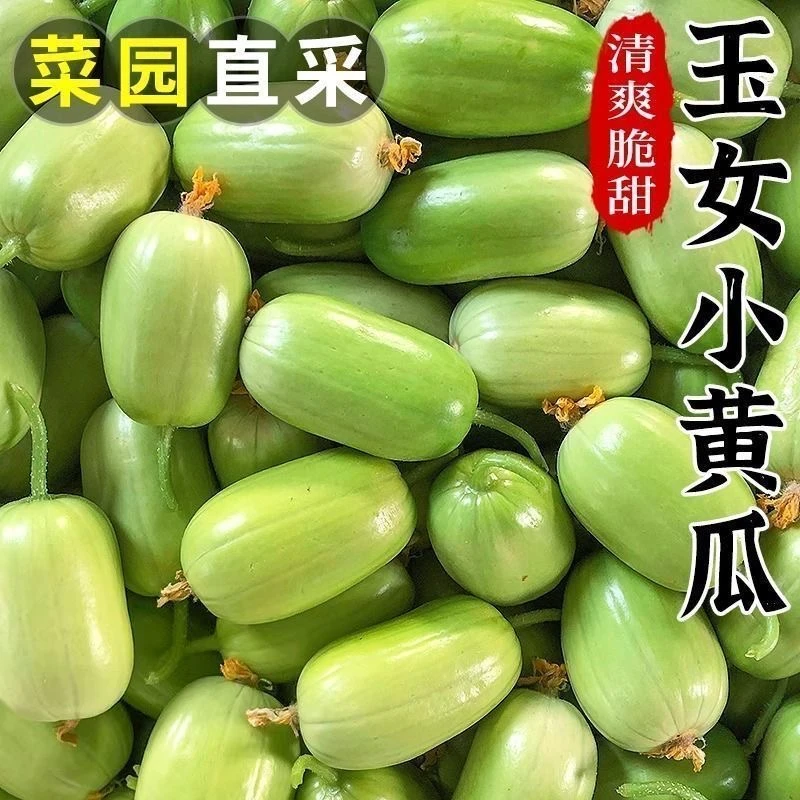 山东寿光新鲜玉女拇指小黄瓜皮薄脆嫩清甜生吃