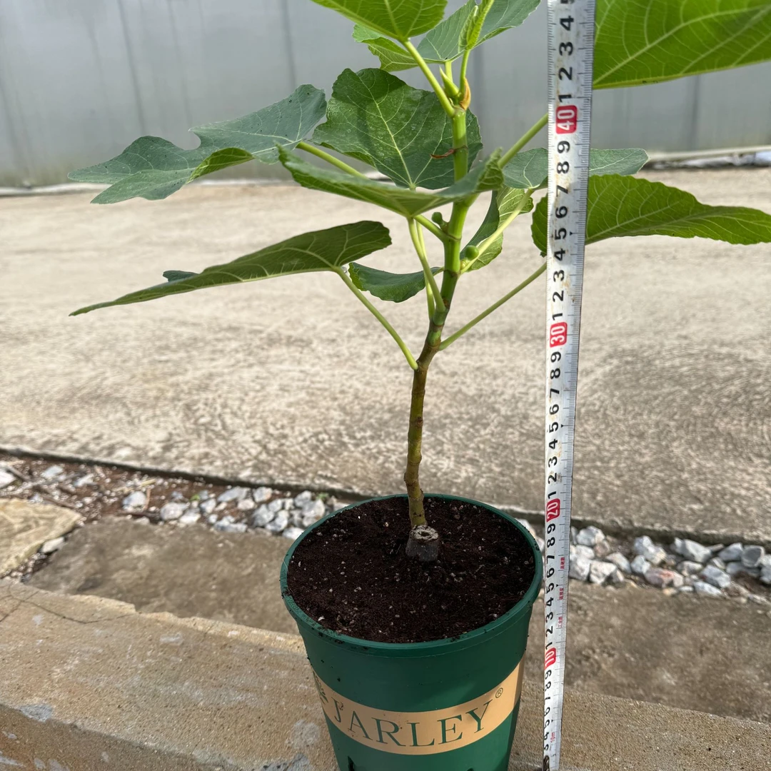 逸禾无花果格莱斯种苗带土盆栽（16*16CM）适合阳台院子种植好养活