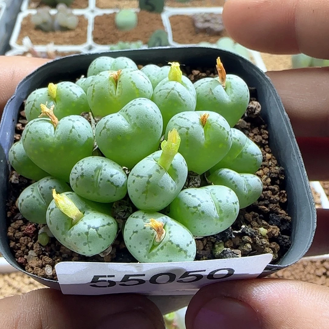 ****妍节日快乐呀！55050