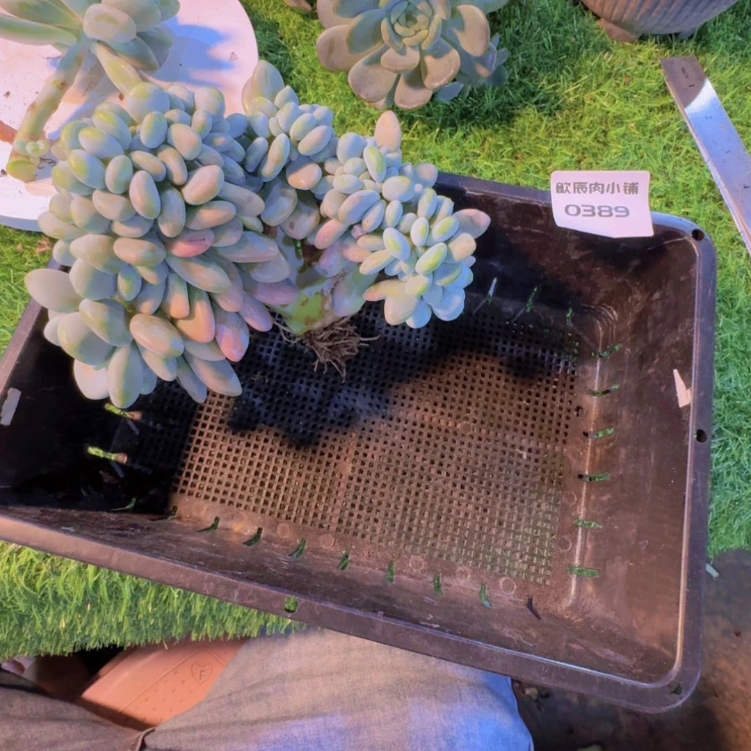 宫***呐多肉植物红洛神缀0389