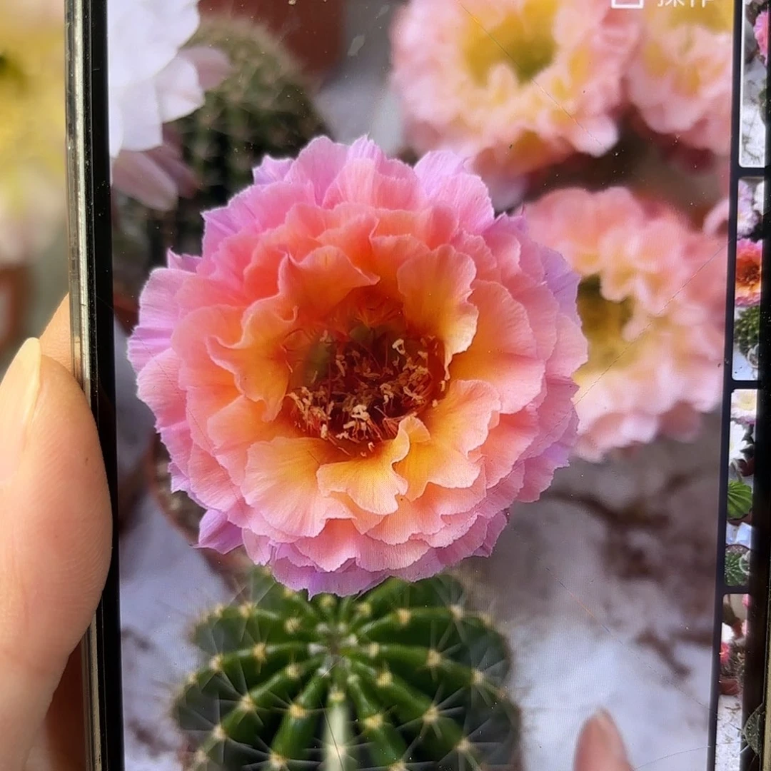 彩草青鸾火凤6公分左右