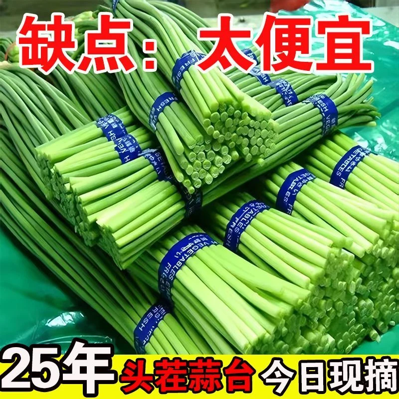 【鲜嫩新苔】25年新蒜苔新鲜现摘新蒜薹蒜毫应季农家种植蔬菜蒜苗