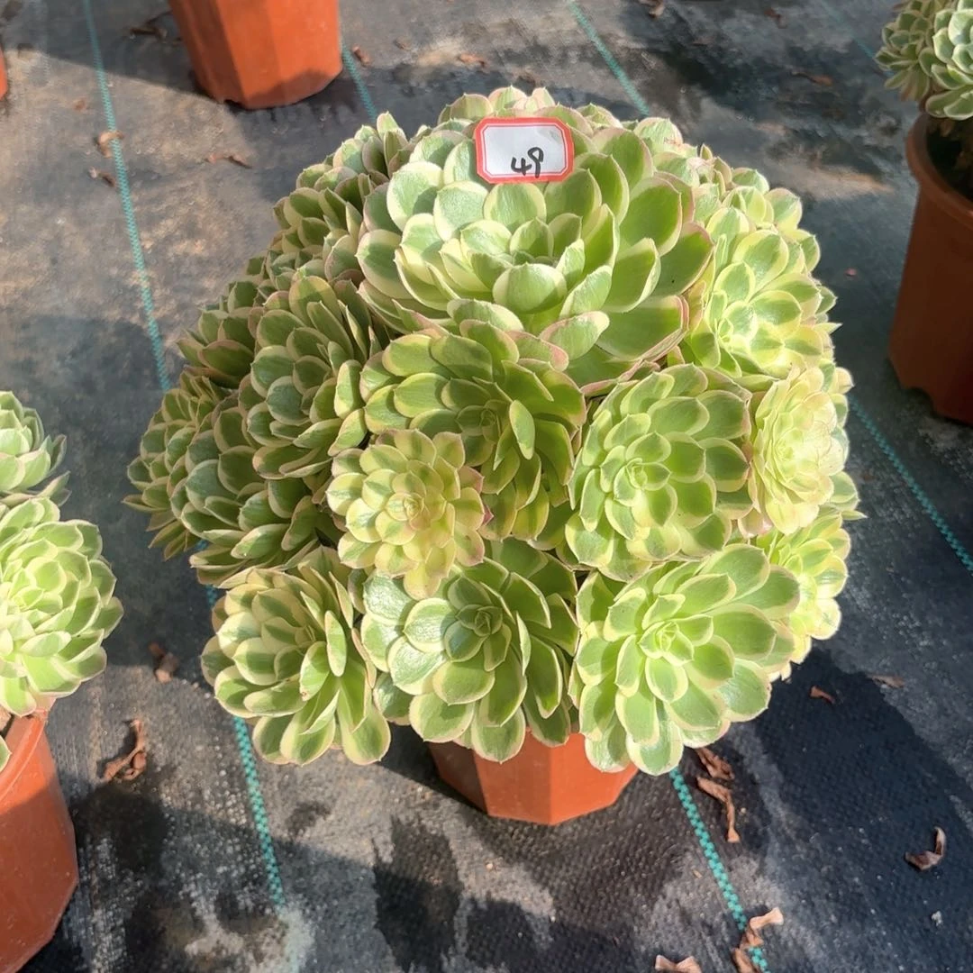 全部花朵用****449孔雀翎多肉植物