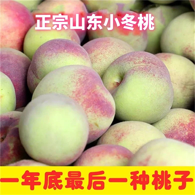 小冬桃毛桃桃子小山桃脆甜爽口青州蜜桃水果产地直发现摘现发蜜桃