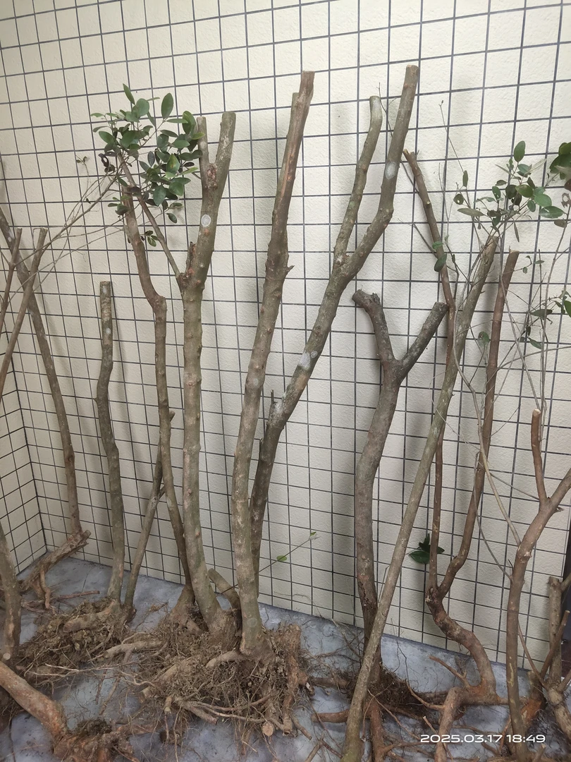 桃金娘  姑棯子  大桩 一物一拍 所拍即所得