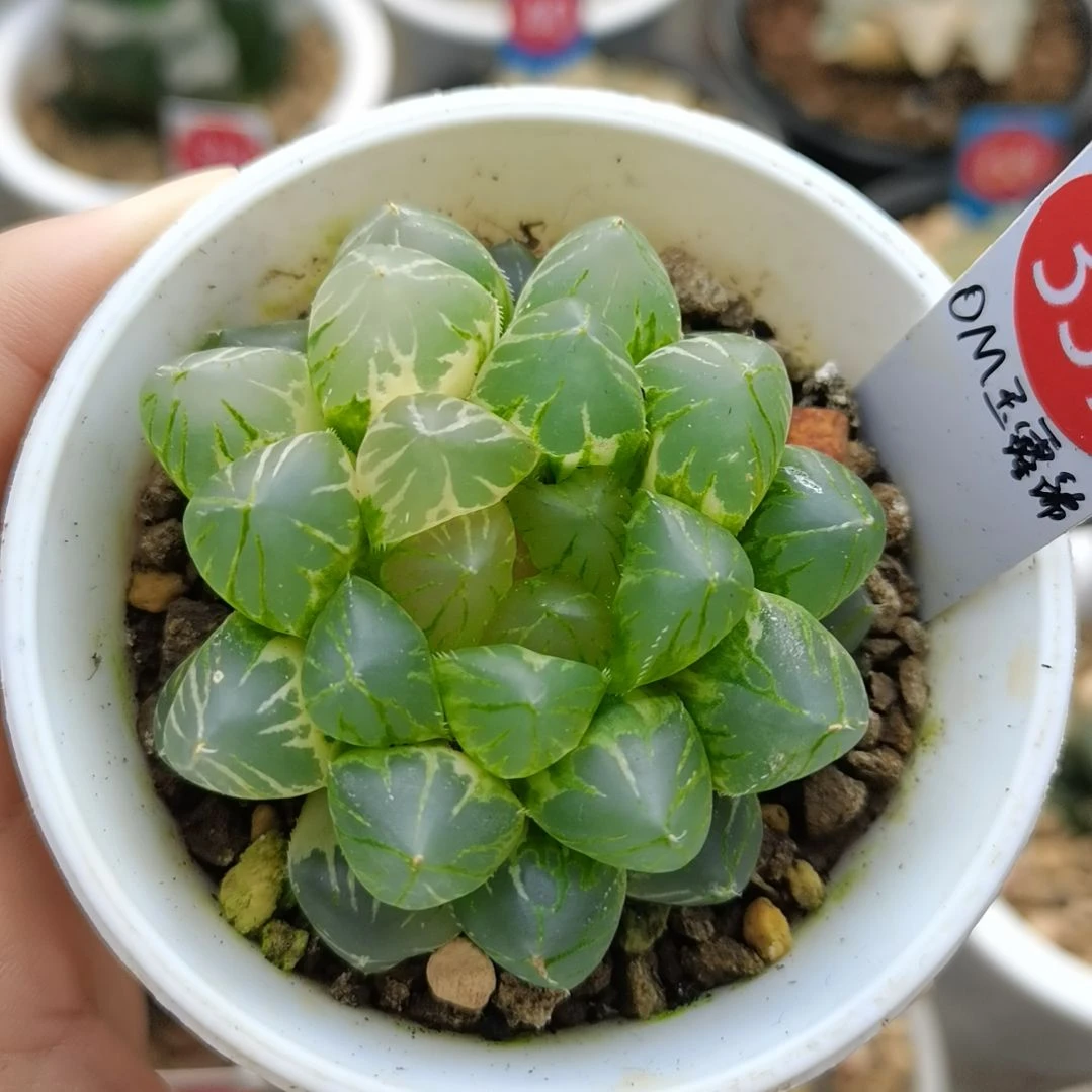 337号OM玉露锦一物一拍带盆土发货