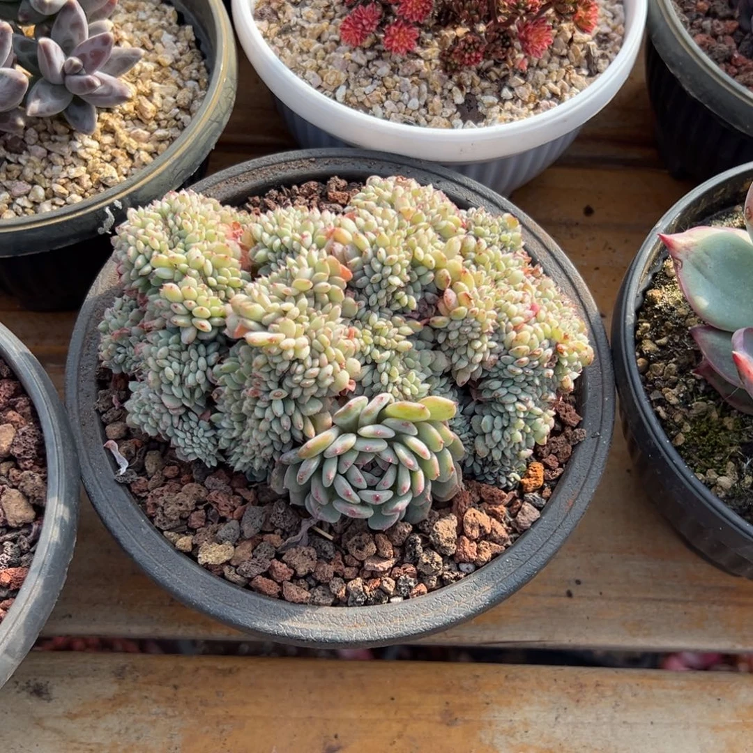 多肉白胖子缀【非偏远地区满18包邮】