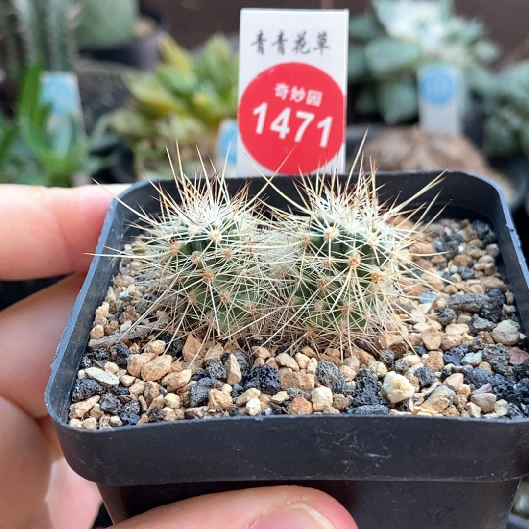 实生双头林氏幻虾一棵仙人球