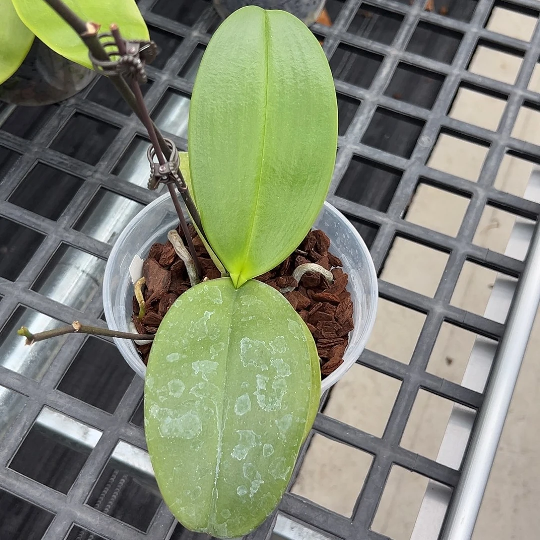 深***海当前无花栽培后可以开花