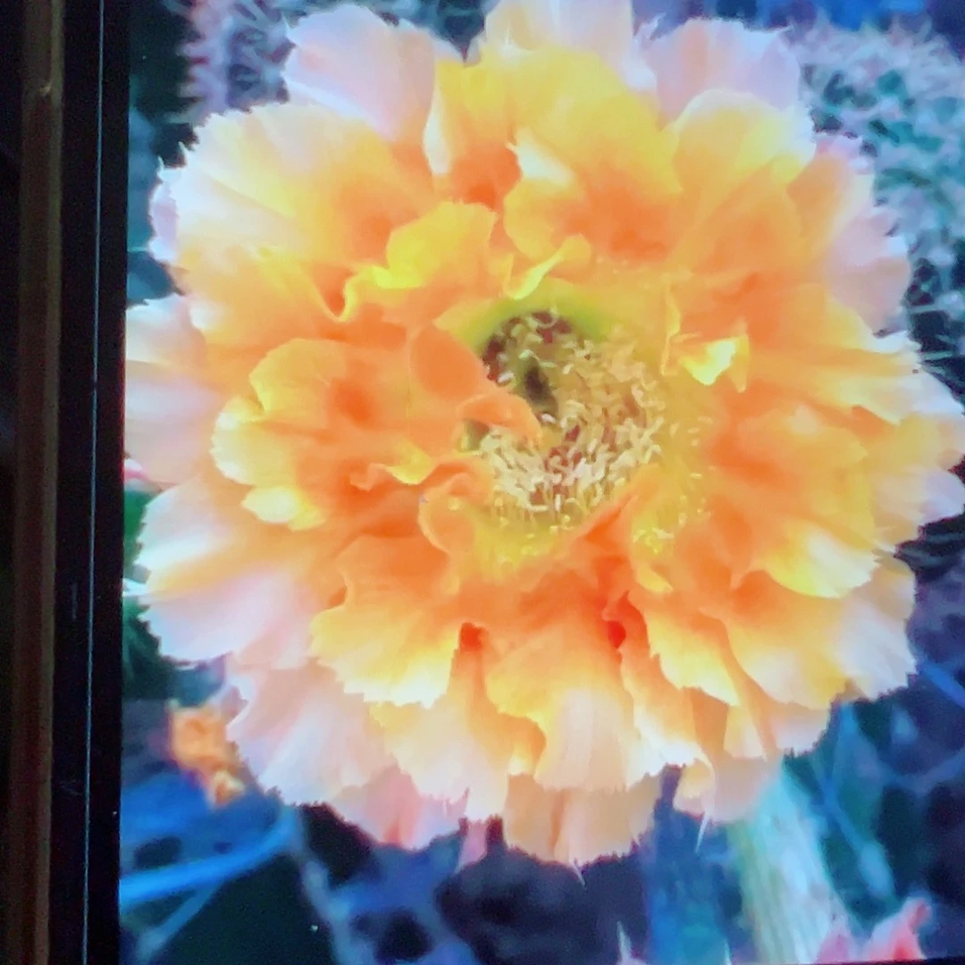 彩草 069侧芽 满20包邮