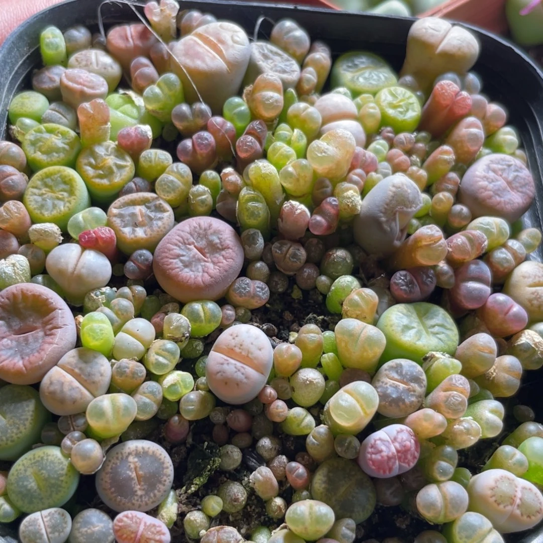 生石花风铃混随机发