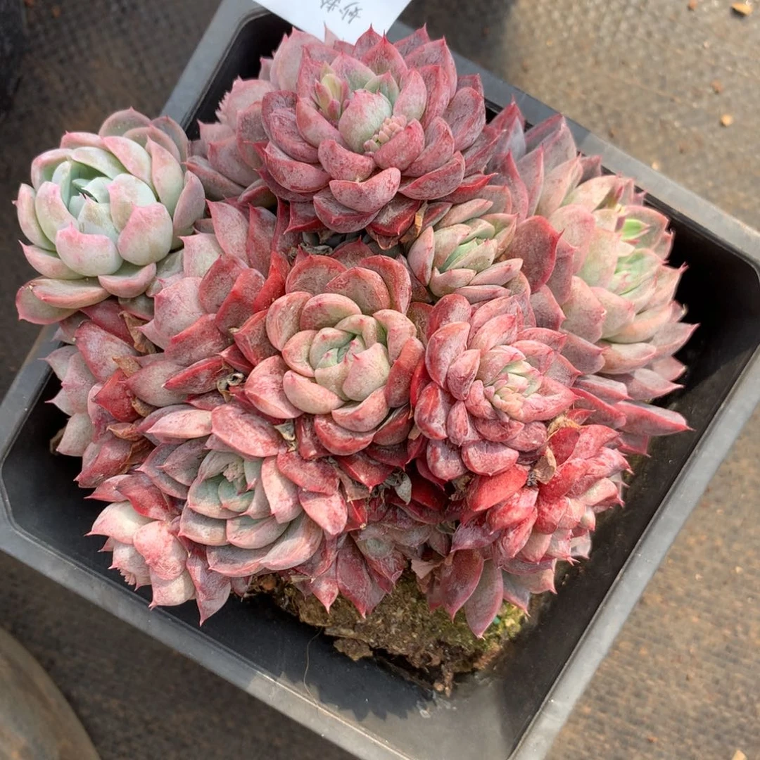 160杂交精品基地13厘米