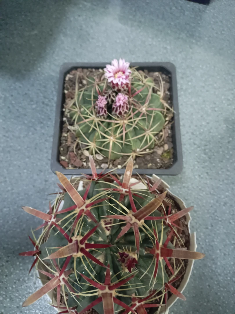 仙人球组合苗苗苗苗苗，脱土裸根发货