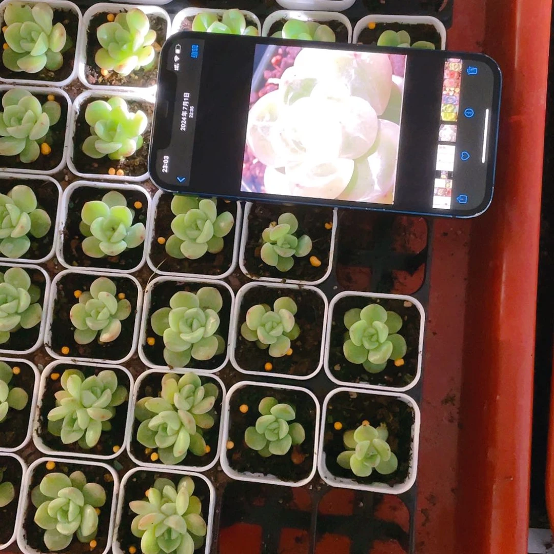 钻石珍妮 4号中苗盆一个满25包邮