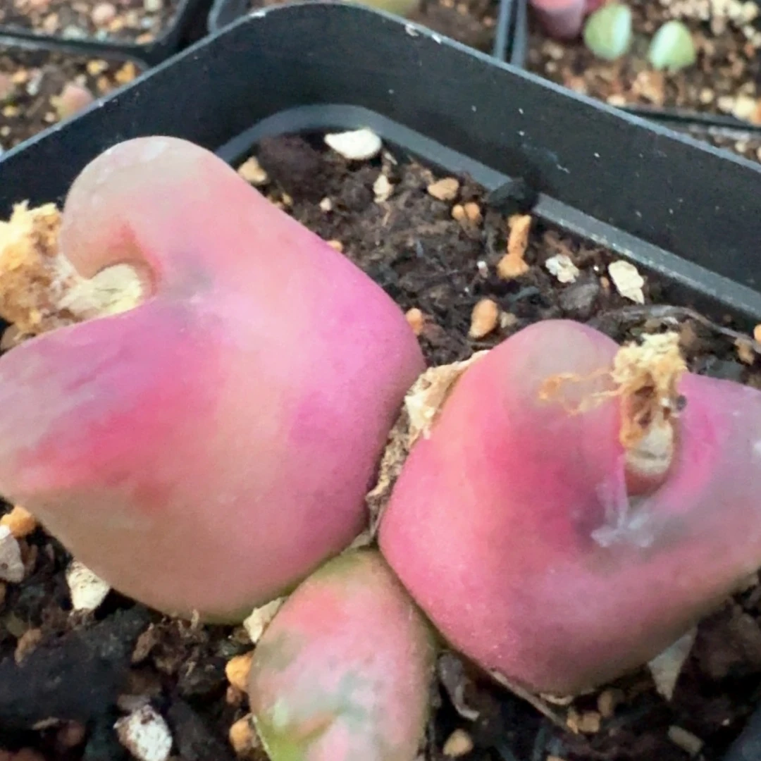 286脱土发货000000000