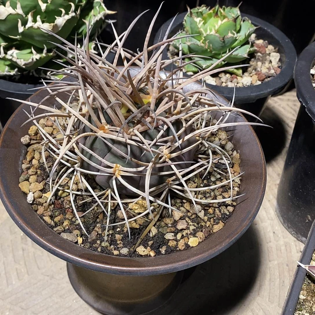 多肉植物龙蛇兰植物