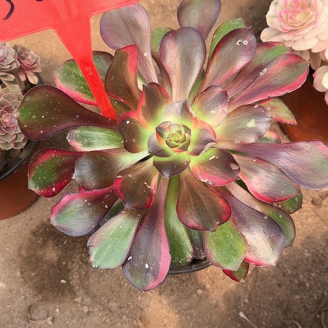 ****y3+8006巫毒七彩多肉法师