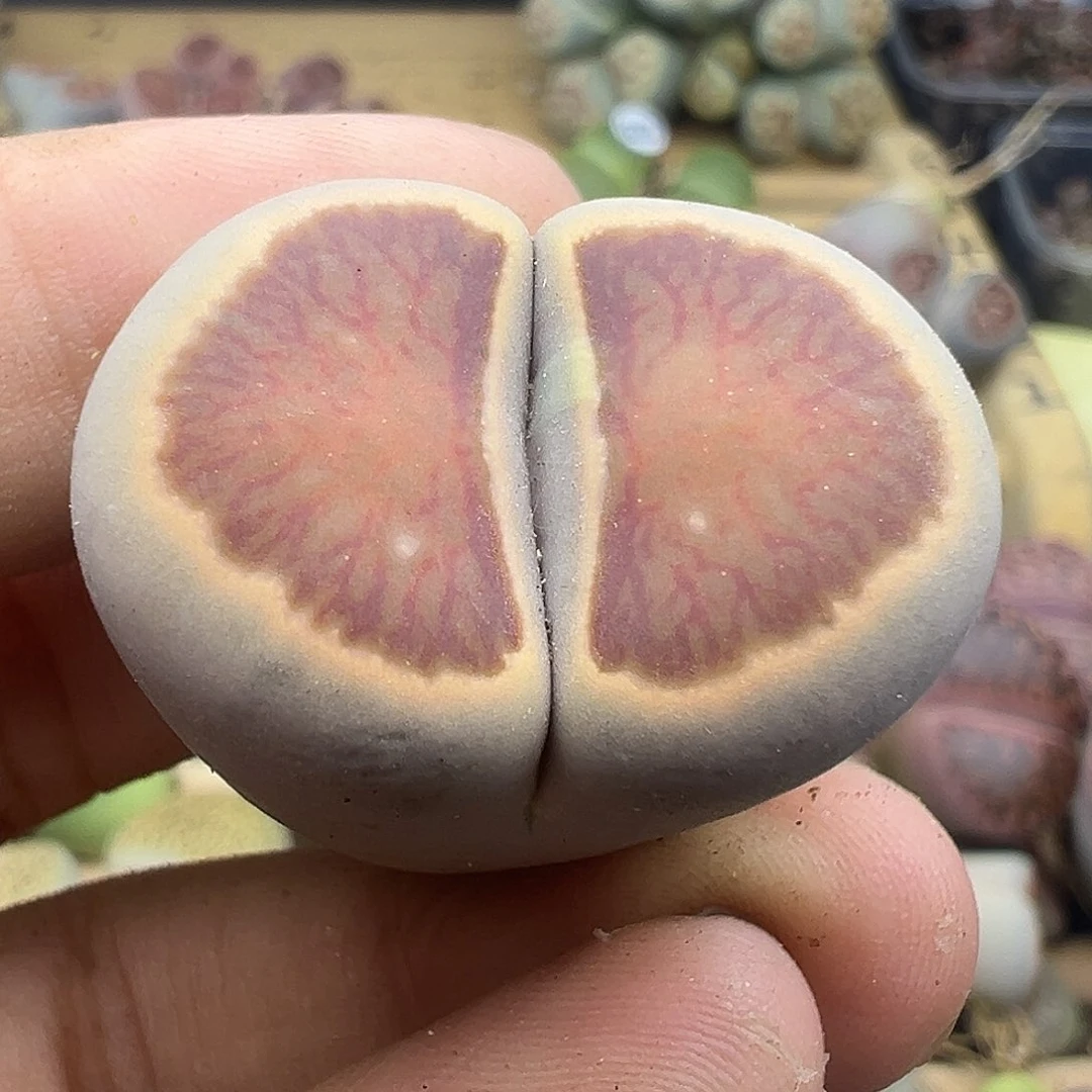 2979长腿福利1111111