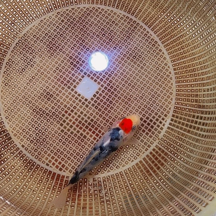 锦鲤纯种锦鲤开箱包活