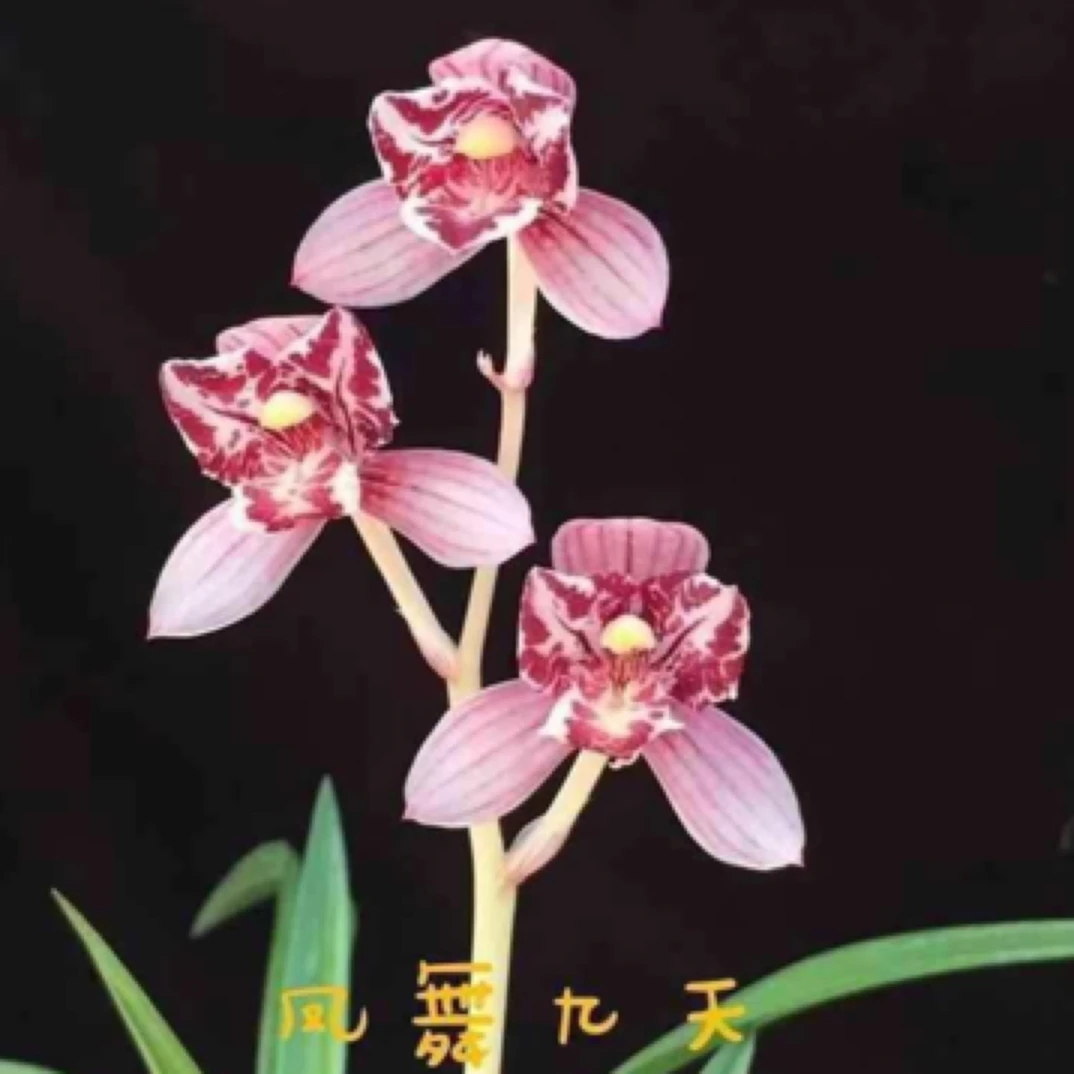 建兰铭品艺（凤舞九天）3苗草特壮基地直发