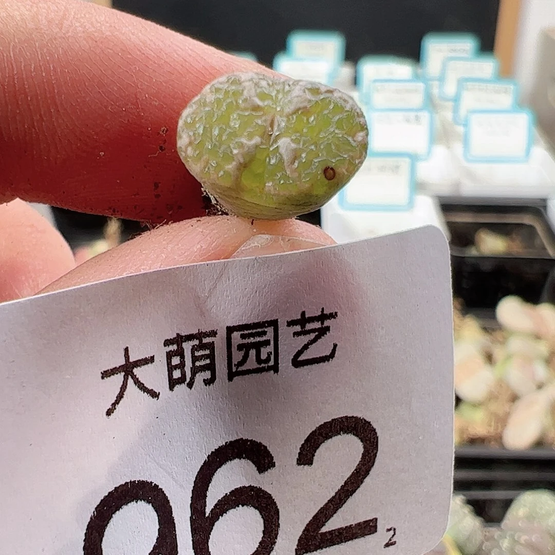 0000962 一物一拍……