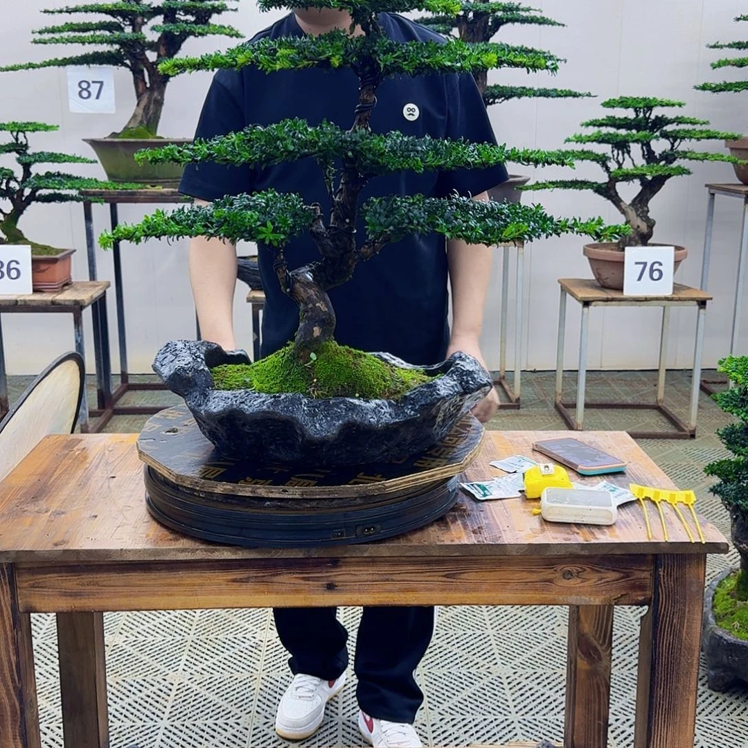 无花朵珍珠罗汉松造型盆景