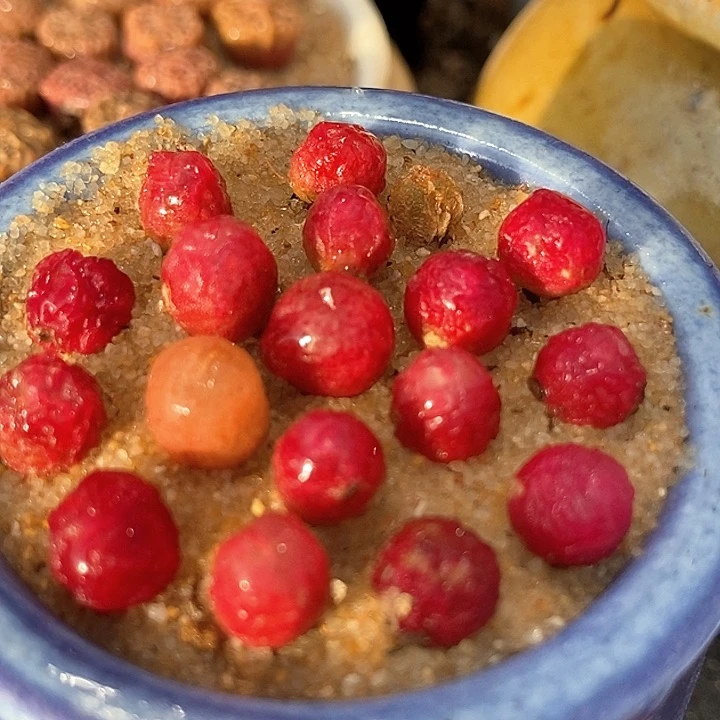 吕氏甜杏sp一颗