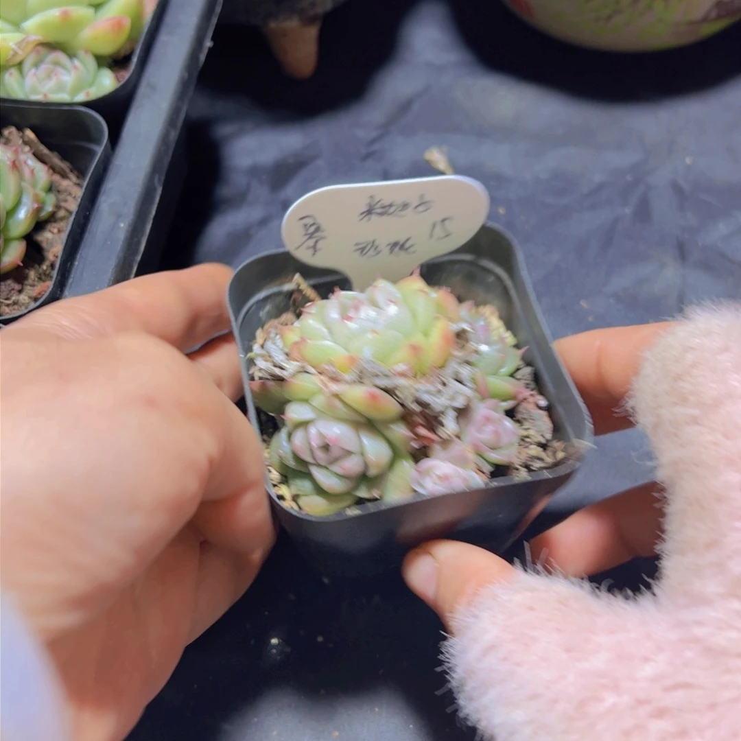 米*子珍妮，多肉植物