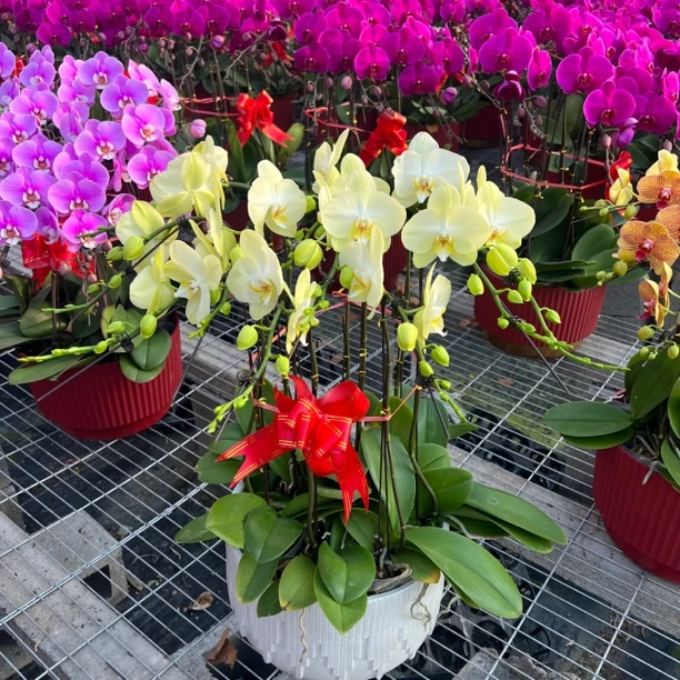 （冰激凌 树脂盆） 保温专车配送 年宵花